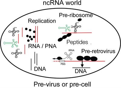 Frontiers | Viruses And Evolution – Viruses First? A Personal Perspective